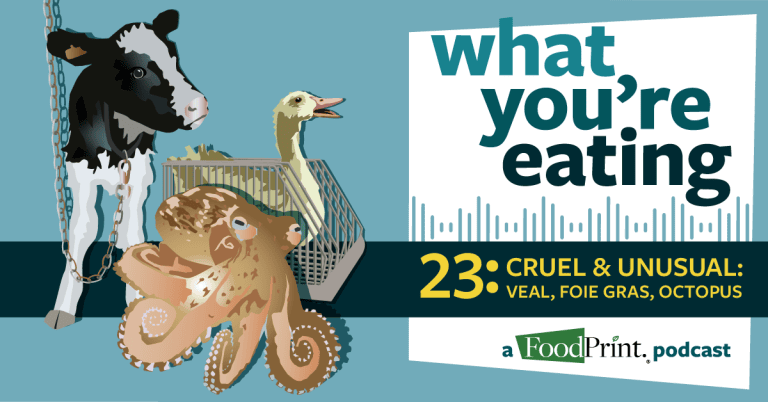 Sparse Food Everything You Need to Know about