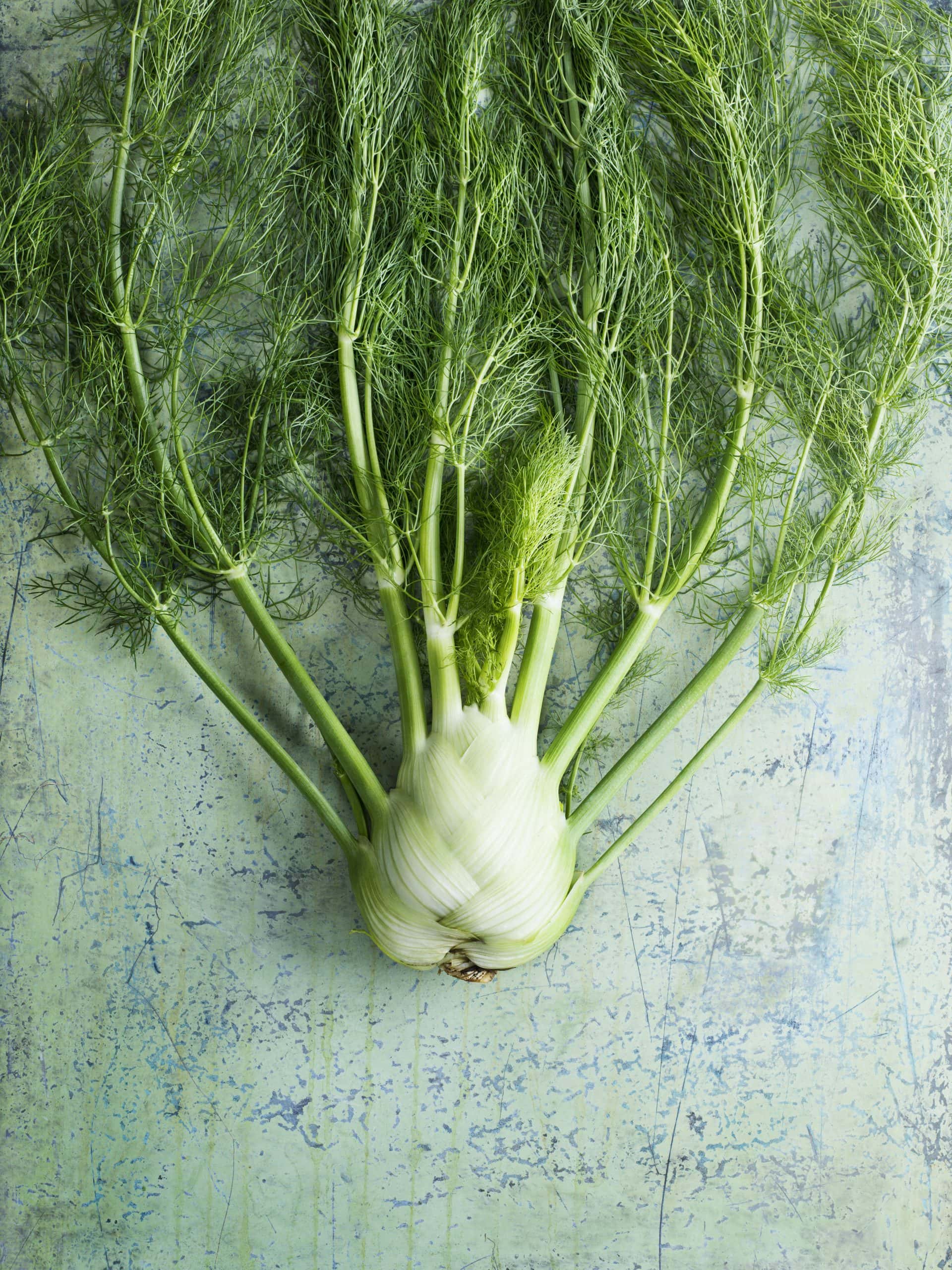Fennel | The Bittman Project