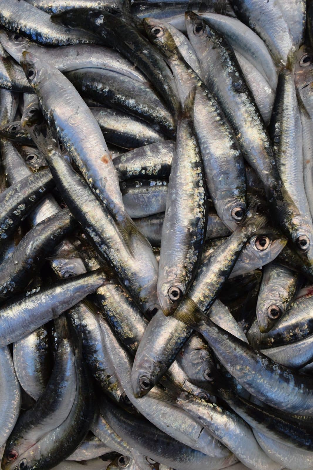 sardines
